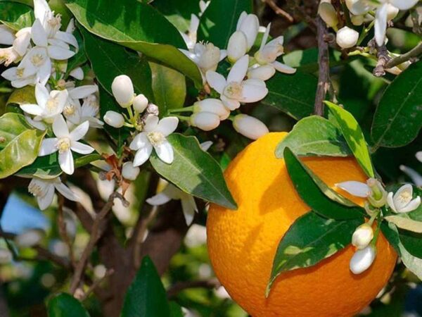 Bitter orange flowers for anthonero