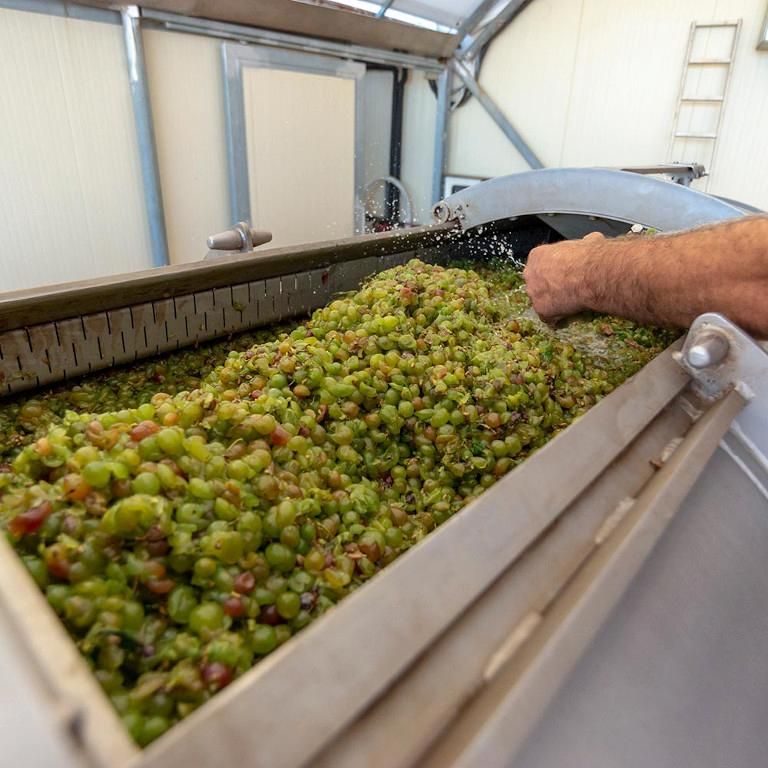 QH6cYh2f_man feeding grapes press machine at Ktima Kokotou plant–Gastronomy Tours.jpg