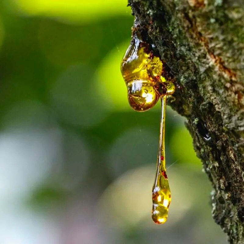 Best Greek Wine Tours - Gastronomy Tours Retsina 1 - Gastronomy Tours