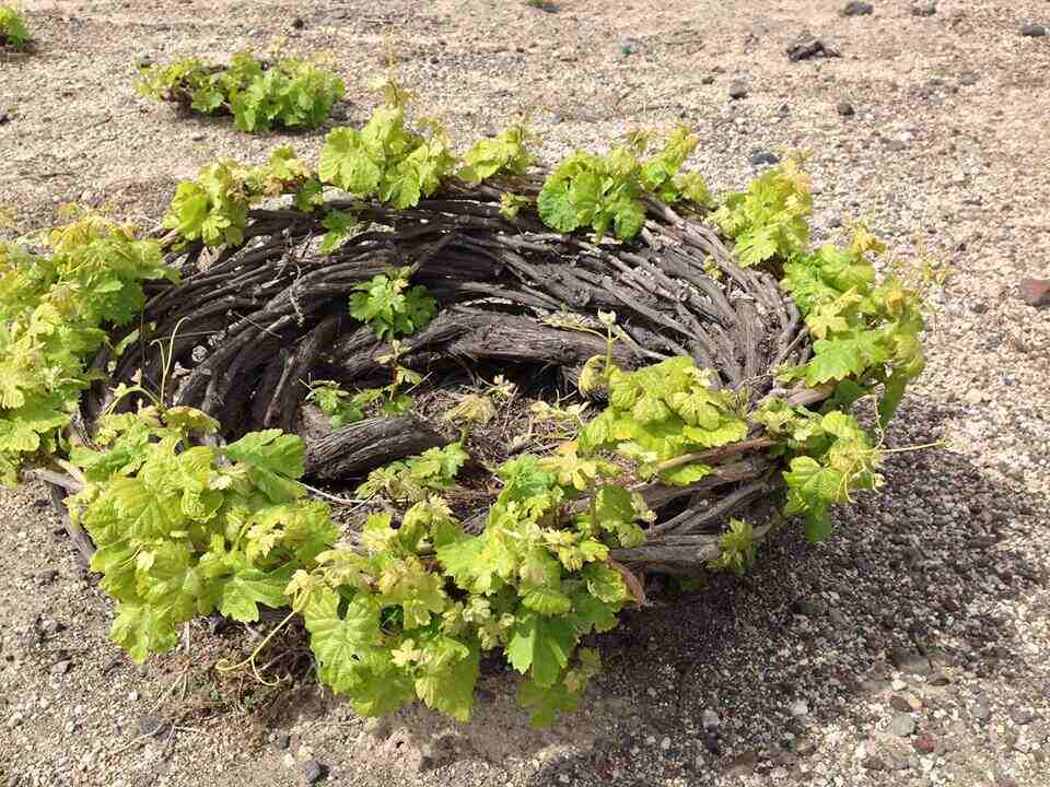 Best Greek Wine Tours - Gastronomy Tours Santorini Vine 1 - Gastronomy Tours