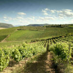 Wineroads