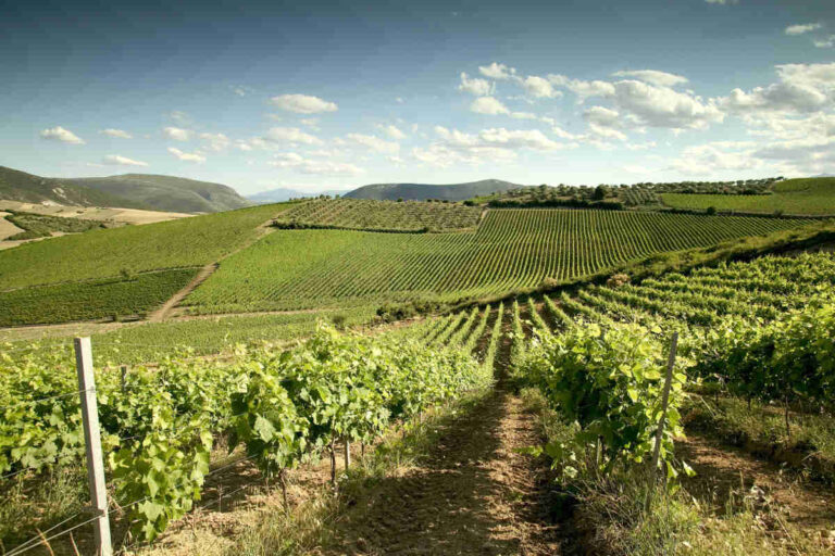 Wineroads
