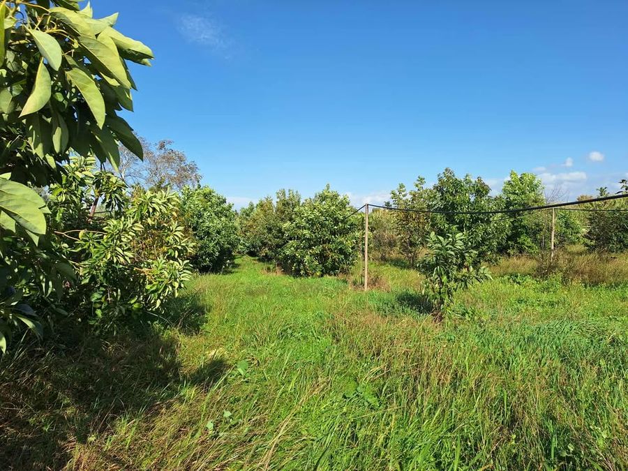 XwThD3Cm_ΑΒΟΚΑΝΤΟ (1).jpg