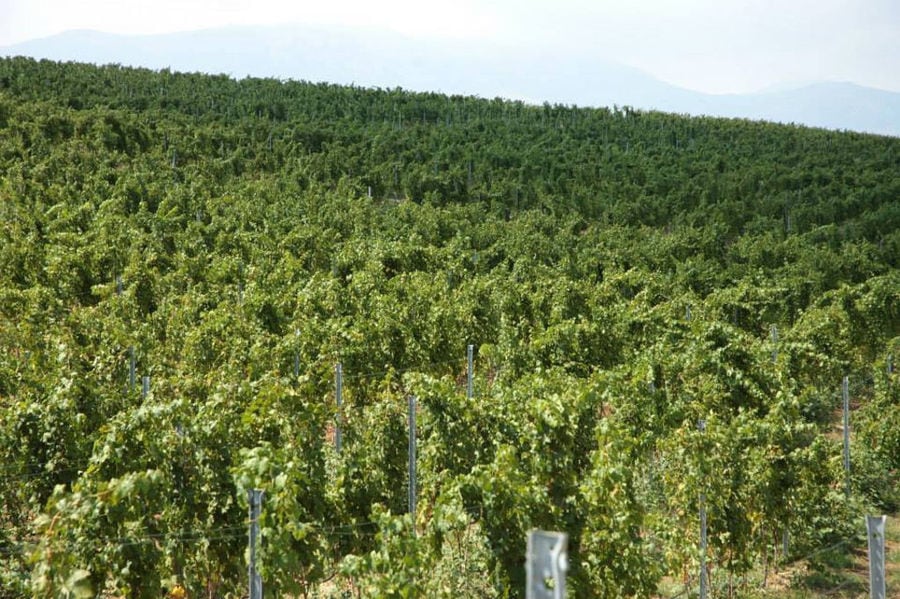 rows of vines at 'Aidarini Winery' vineyards