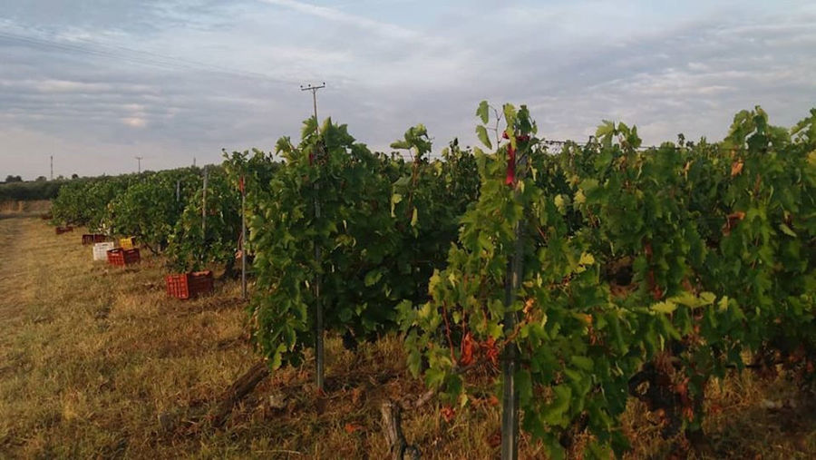 'Aidarini Winery' vineyards full of bunches of black grapes and creates between the rows of vines