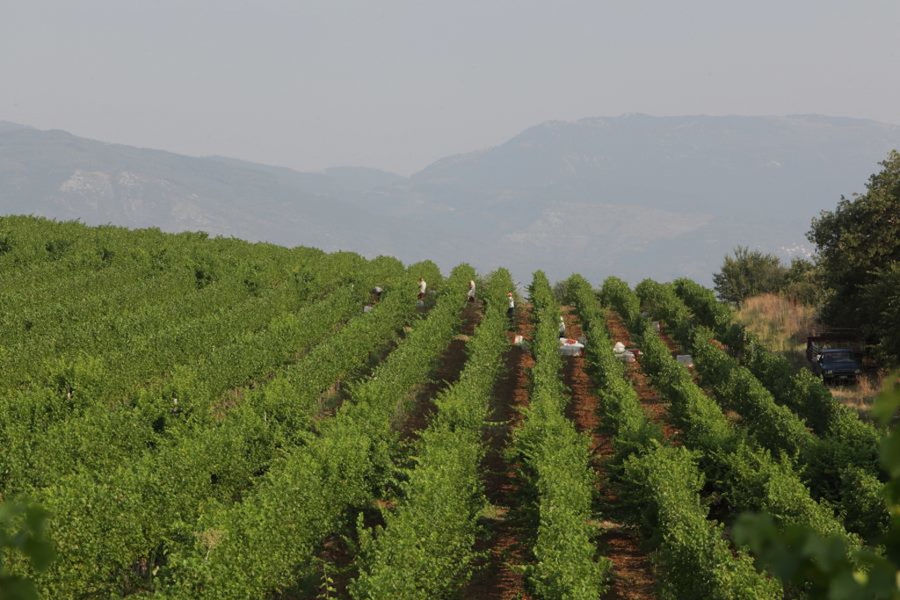 rows of vines at 'Aidarini Winery' vineyards in the background of mountains in the dense fog day