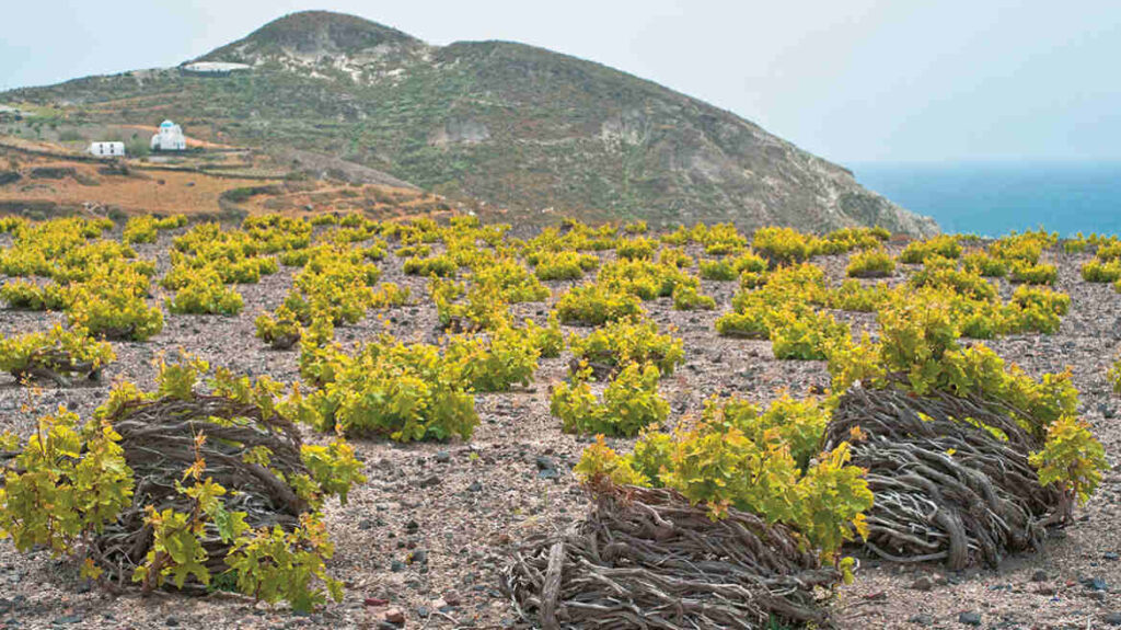 Santorini Vineyards