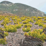 Santorini Vineyards
