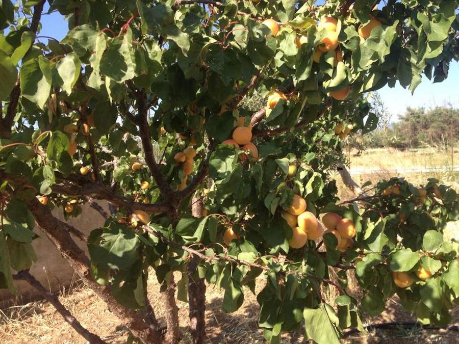 apricot tree with fruits – Gastronomy Tours.jpg