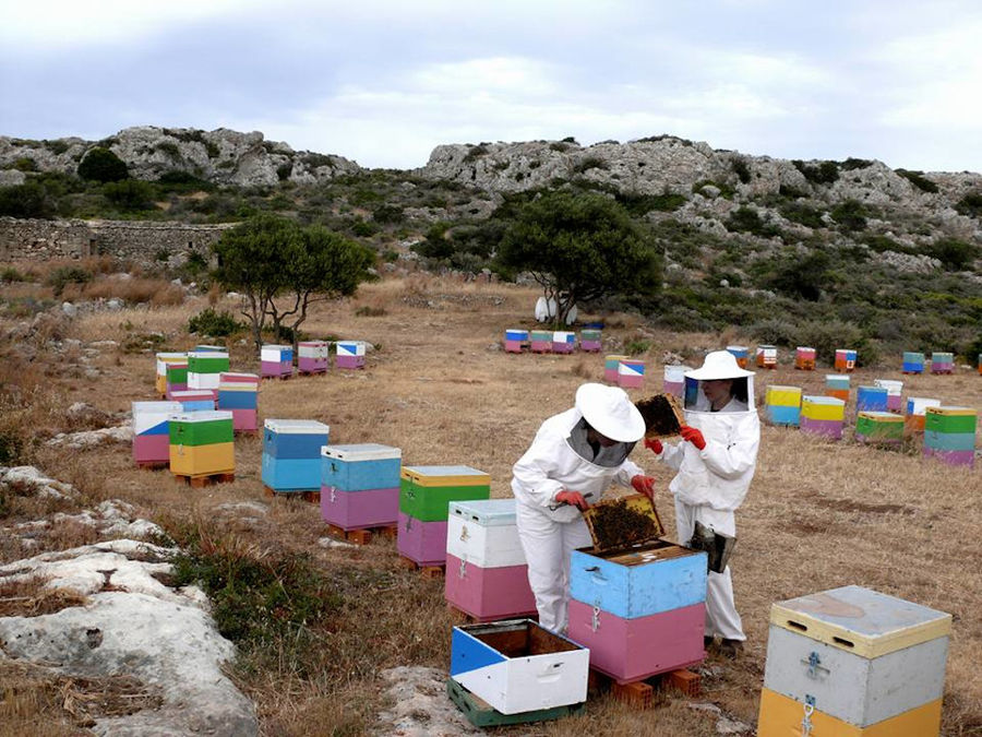 beekeeping athamari 10.jpg
