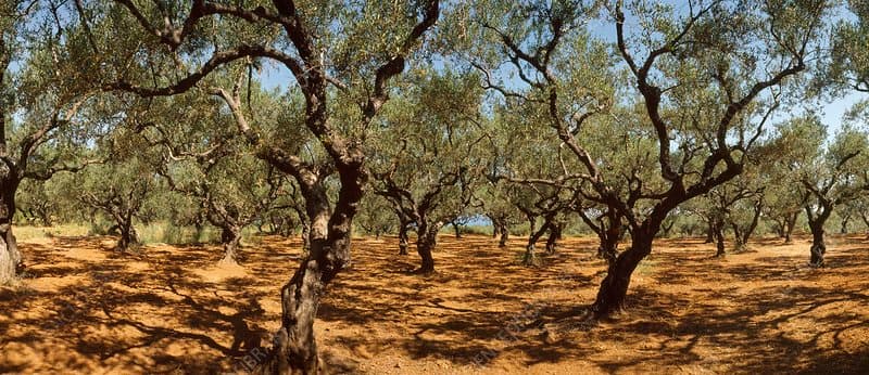 Olive and Olive Oil Tours in the Peloponnese