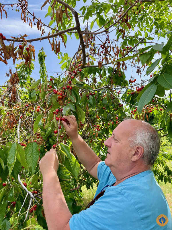 cherry trees 1 - Gastronomy Tours