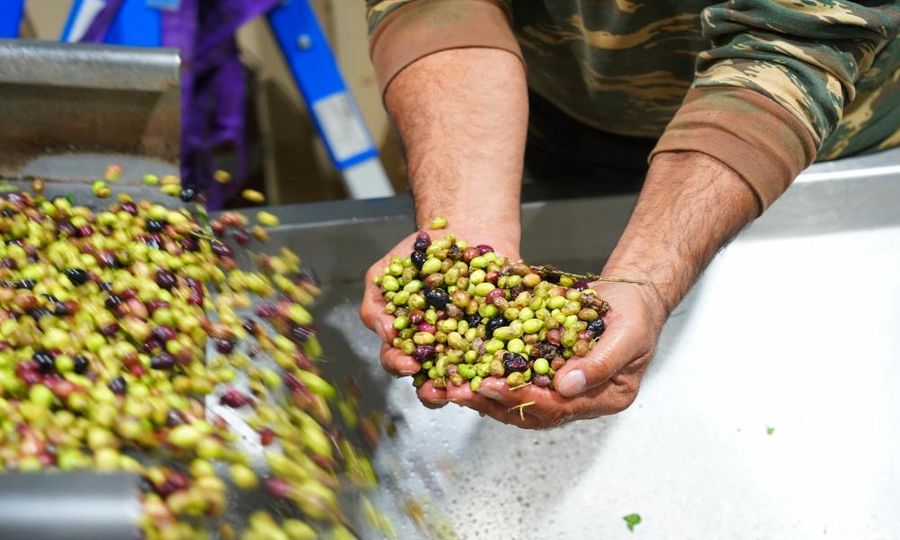 close-up of man showing olives on the camera - Gastronomy Tours.JPG