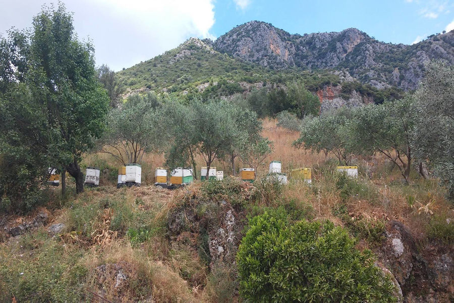 corfu beekeeping vasilakis 1.jpg