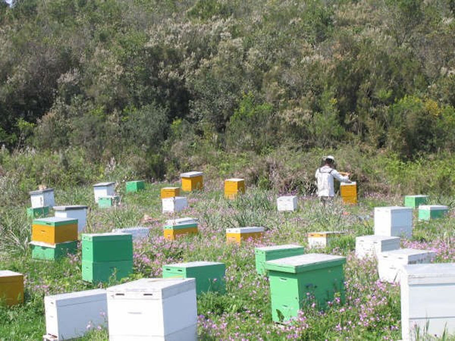 corfu beekeeping vasilakis 2.jpg