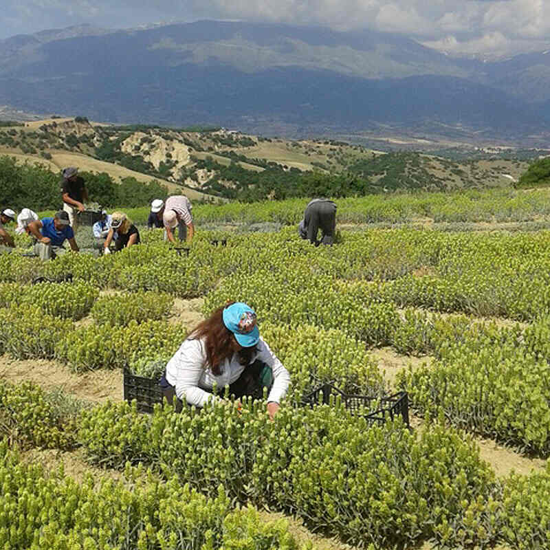 Mount Olympus, Greece: Where Myth Meets Mountain - Gastronomy Tours Mount Olympus green tea