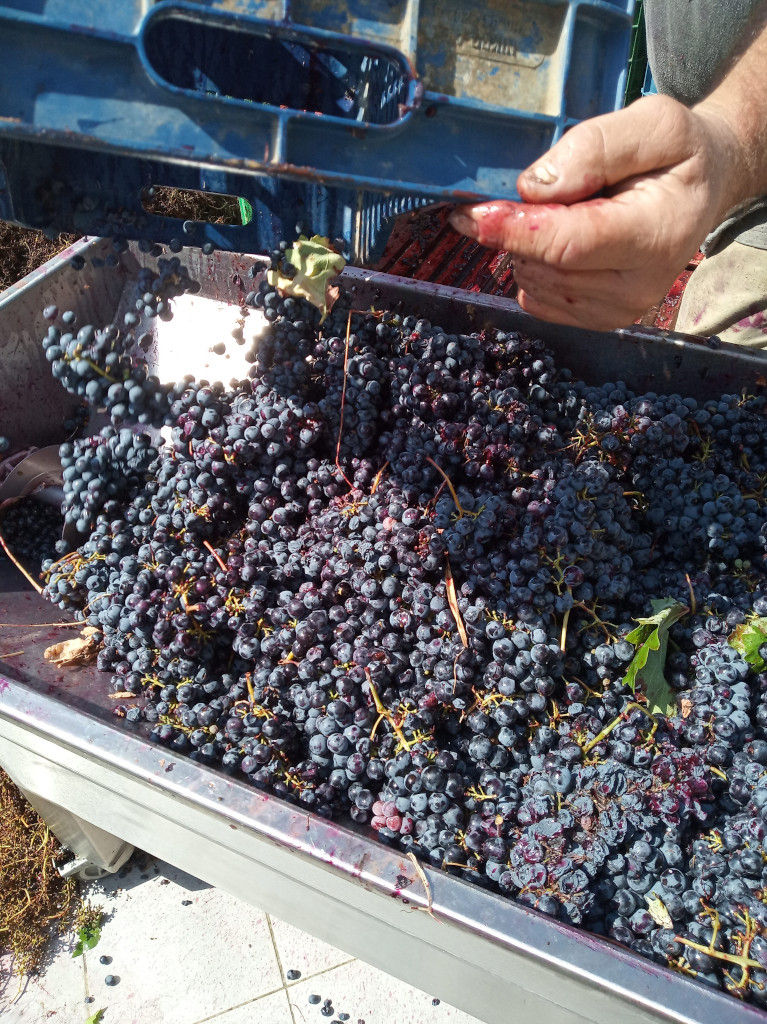 domaine anagennisi 3.jpg