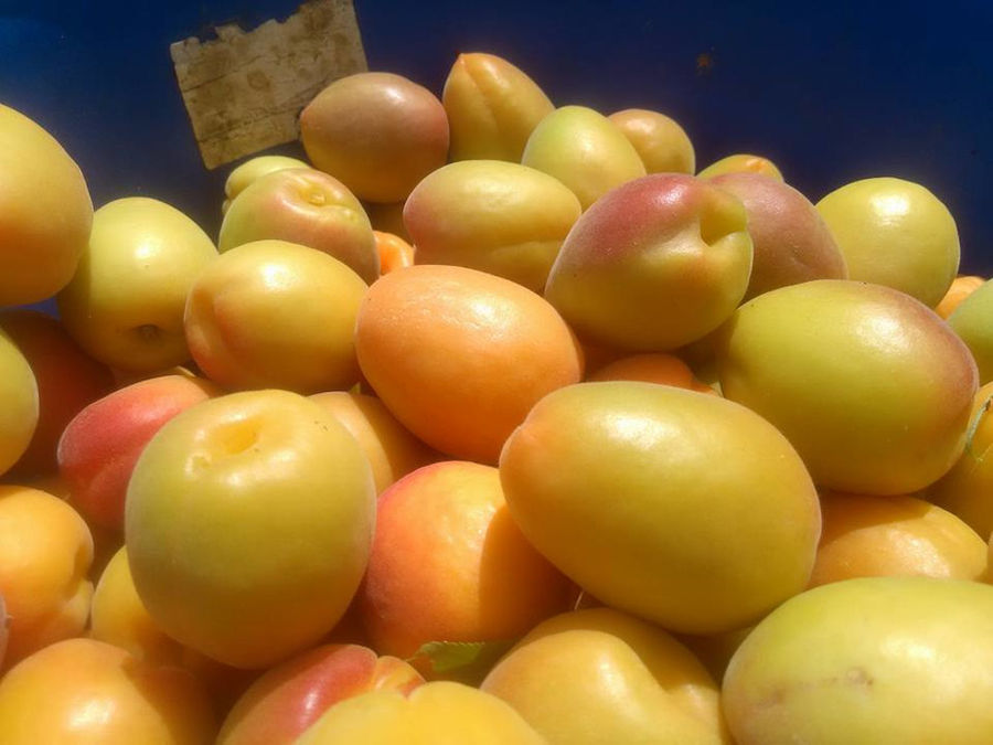 drupes 7.jpg