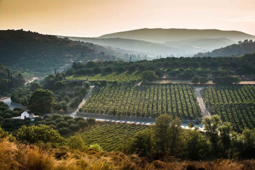 Cretan Vineyards