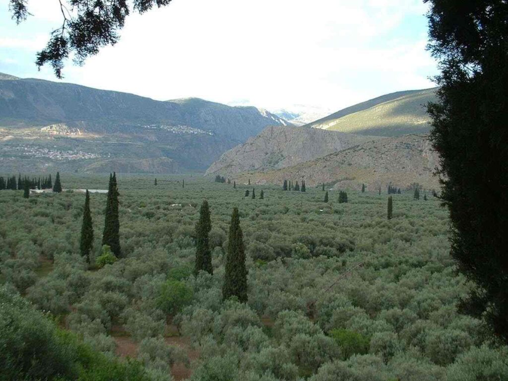 a landscape with trees and mountains