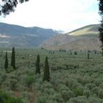 a landscape with trees and mountains