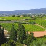 Athens wineries
