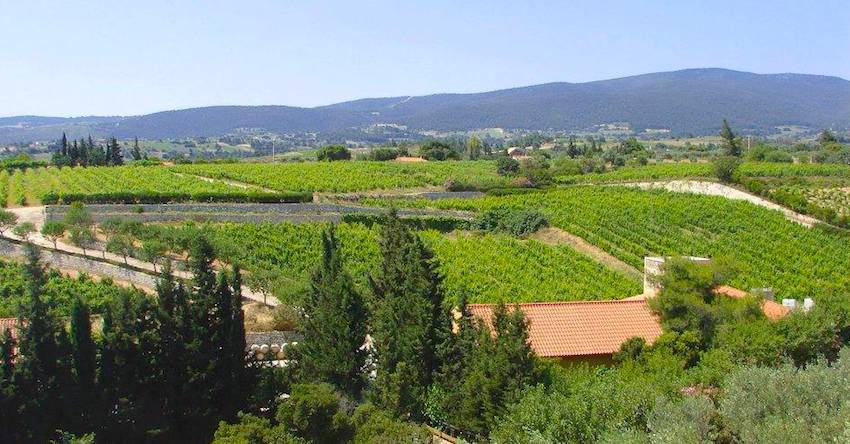 Athens wineries