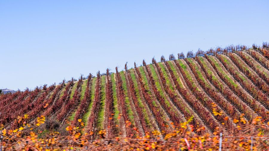 fall-colored-vineyard-2022-06-20-22-48-38-utc.jpg