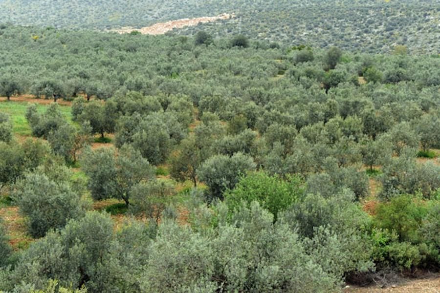 fs9pJ4OF_olive trees at Melas Epidauros Olive Oil Domain -Gastronomy Tours.jpg