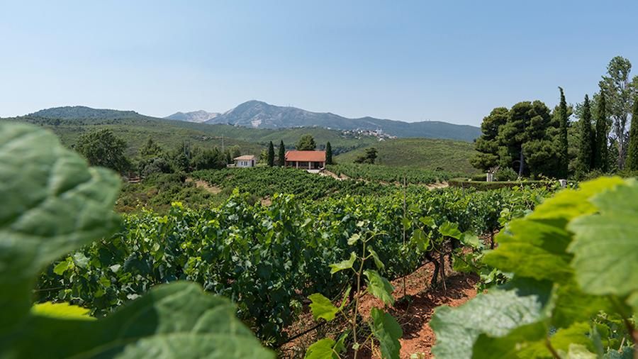 gWimi9Gp_vineyards in the background of the winery, the blue sky and mountains–Gastronomy Tours.jpg