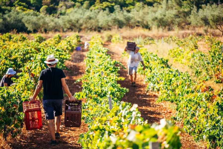 harvesting at Goumas Estate - Gastronomy Tours.jpg