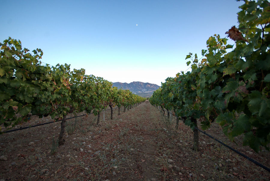 rows of vines at Hatziemmanouil Winery vineyards in the background of blue sky