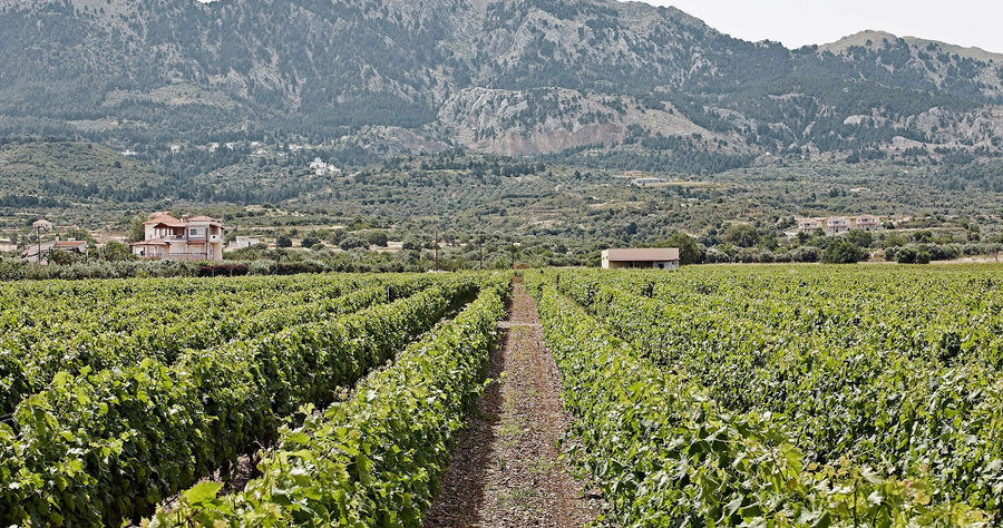 rows of vines at Hatziemmanouil Winery vineyards in the background of buildings and mountains