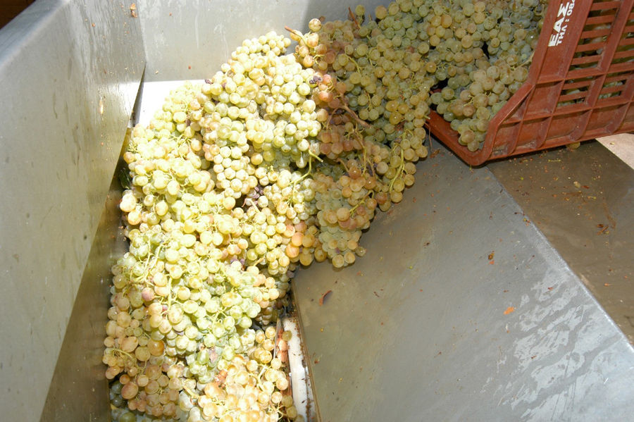 οverturning crate with white grapes intovat at Hatziemmanouil Winery plant