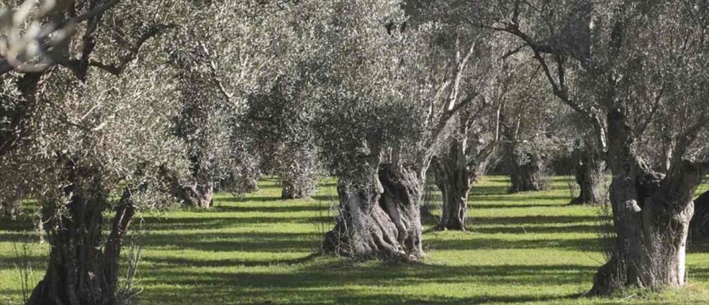 ELIA Lesvos Confest 2026: International Olive Oil Conference & Festival - Gastronomy Tours 3rd International Olive Conference and Festival