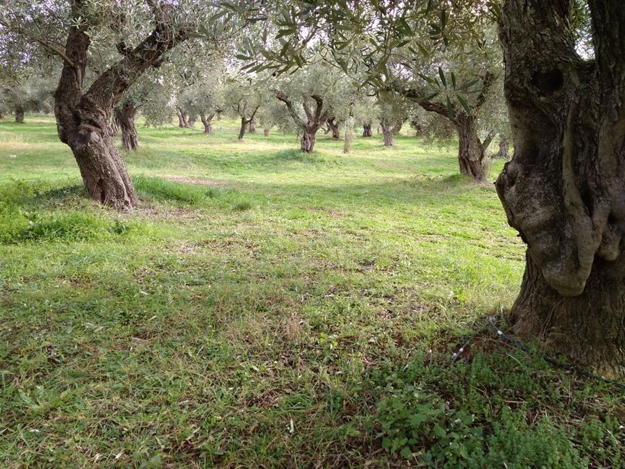 iigODZsL_konos_olive_grove.jpg