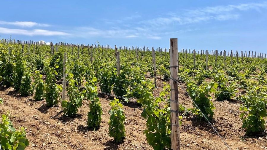 ilNAQHBG_vineyard Terra Grazia Naxos.jpg