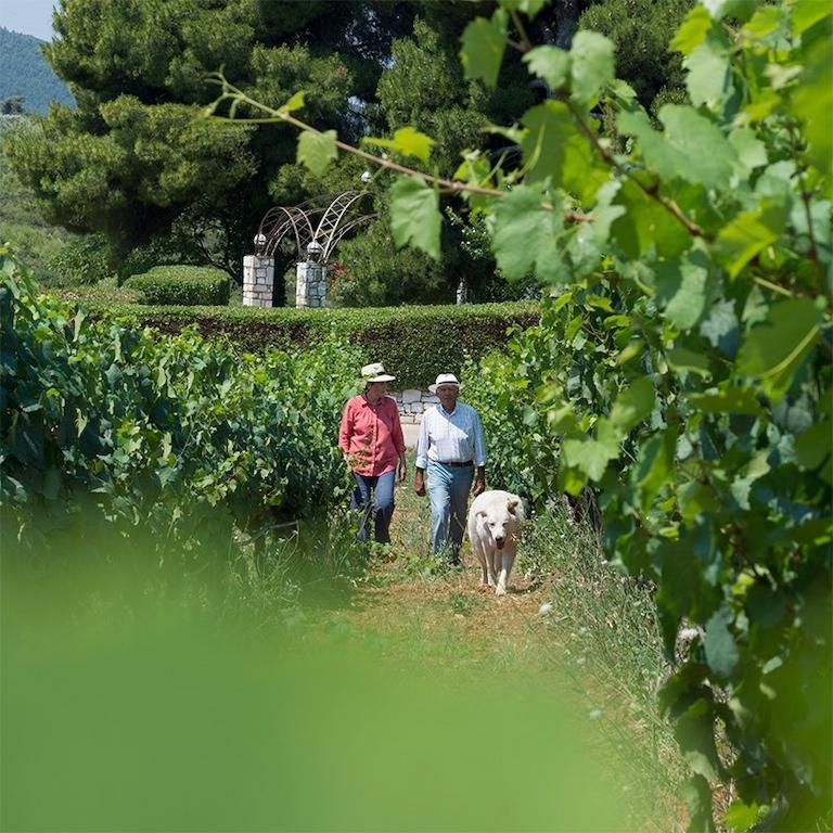 ioNyGs7Z_couple with sun hats and a dog walking in Ktima Kokotou vineyards–Gastronomy Tours.jpg