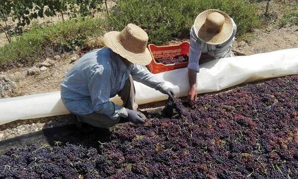 Corinthia - Gastronomy Tours korinthiaki stafida 1 - Gastronomy Tours
