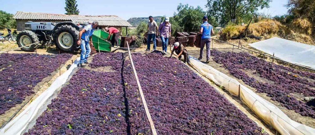 Aegio - Gastronomy Tours Aegio