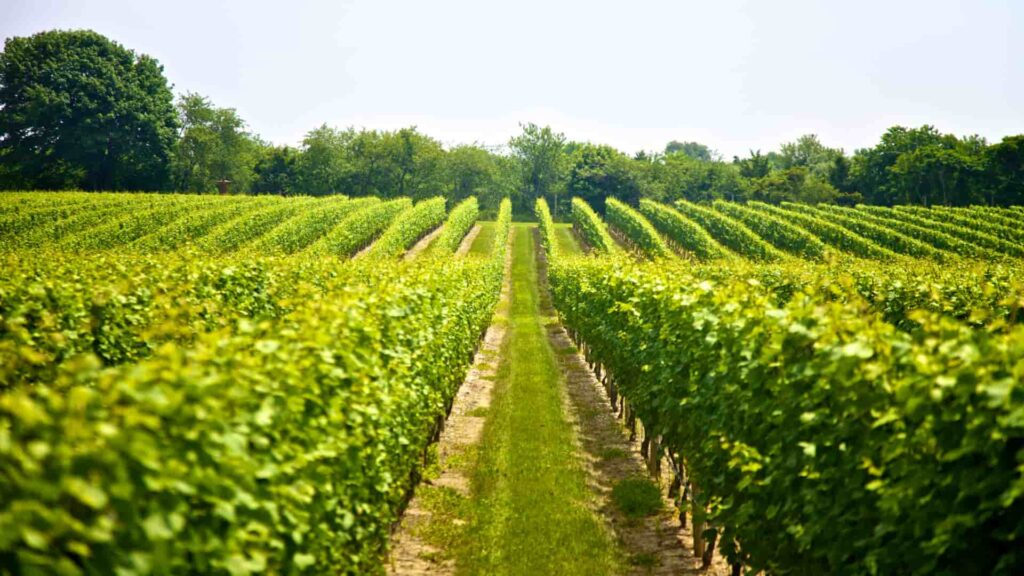 Kos wine tour