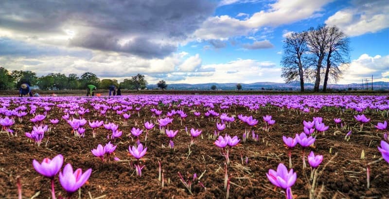 Kozani - Gastronomy Tours Kozani