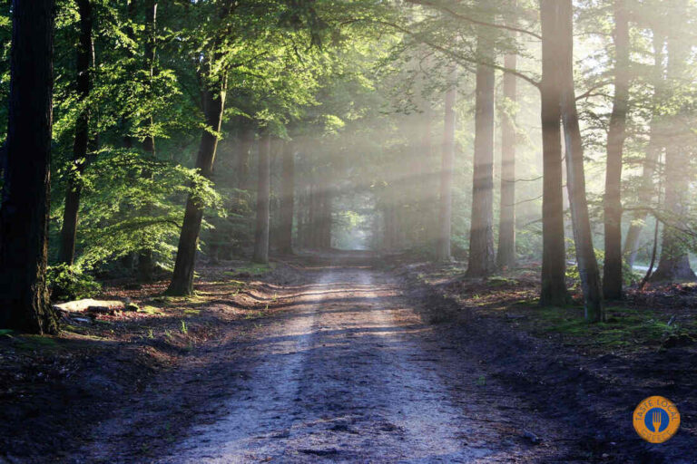 Dirt road under the trees