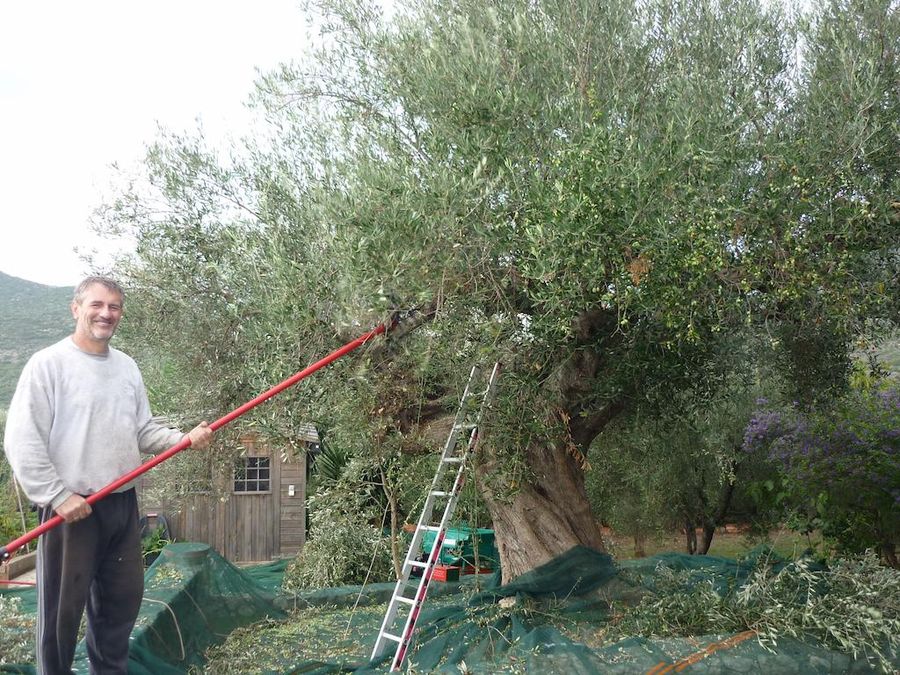 man picking olives – Gastronomy Tours.JPG