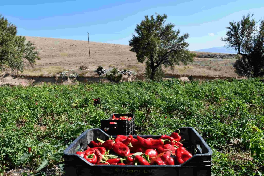 Amyntaio - Gastronomy Tours Amyntaio