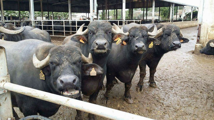 a group of buffalos from 'Bekas Family Farm' in their stable watching at the camera