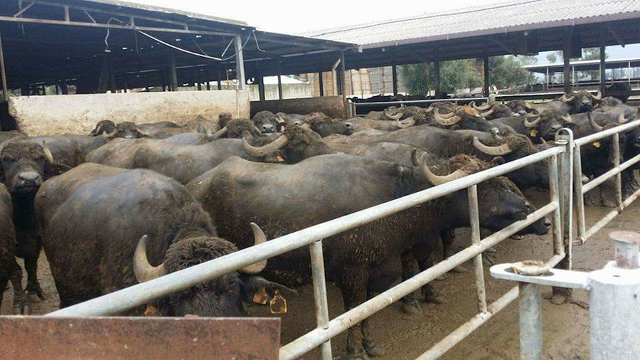 a group of buffalos from 'Bekas Family Farm' in their stable