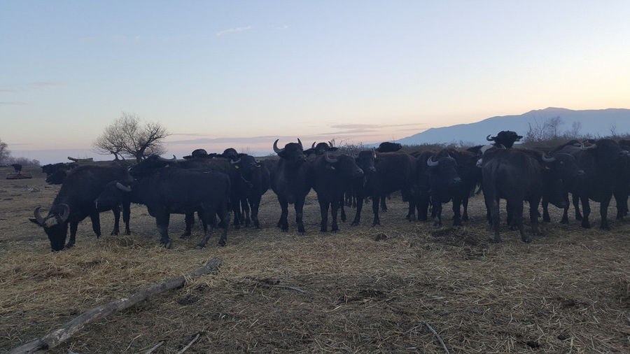a group of buffalos from 'Bekas Family Farm' grazing on dry grass