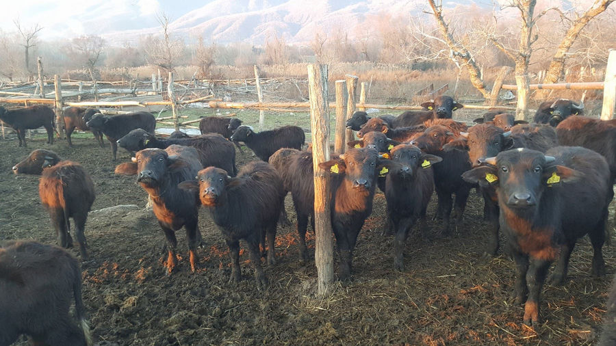 a group of buffalos from 'Bekas Family Farm' in nature watching at the camera