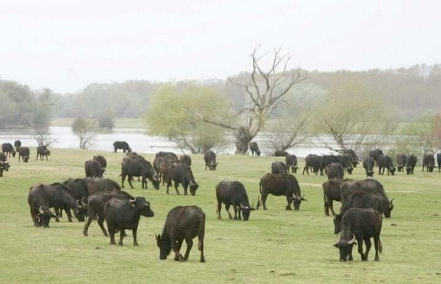 a group of buffalos from 'Bekas Family Farm' grazing on green grass in nature